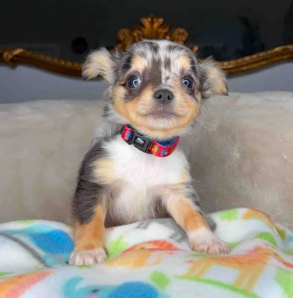 Cuccioli di Chihuahua in vendita | Foto 3