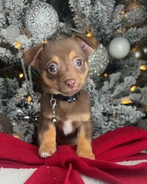 Cuccioli di Chihuahua in vendita | Foto 1