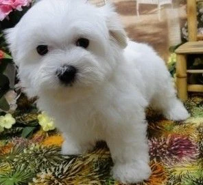 Cuccioli di maltese in vendita