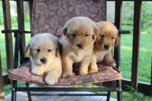 Due splendidi cuccioli di Golden Retriever KC di qualit