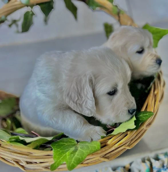 Cuccioli di golden Retriever