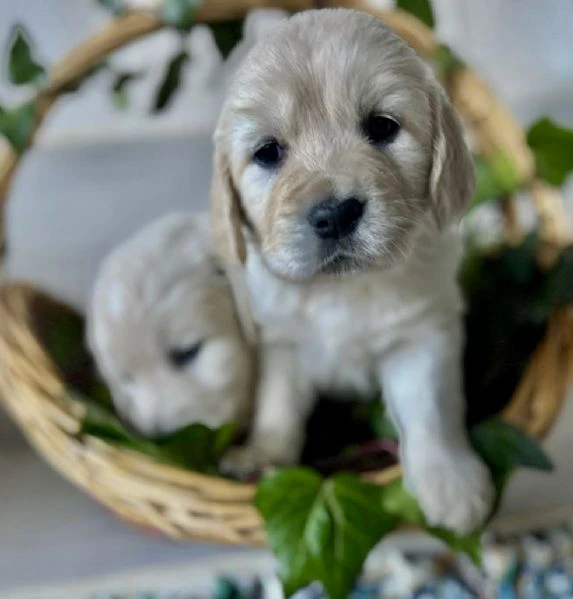 Cuccioli di golden Retriever | Foto 2