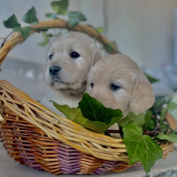 Cuccioli di golden Retriever | Foto 0