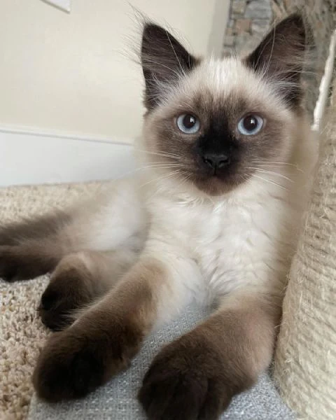 Cerco gattinoa siamese