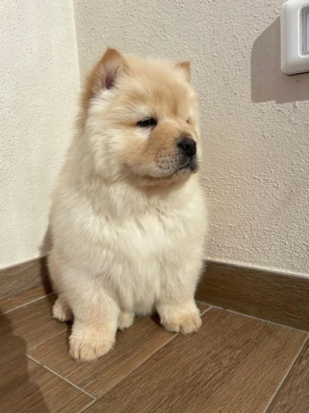 Vendo cucciolo Chow Chow  | Foto 1