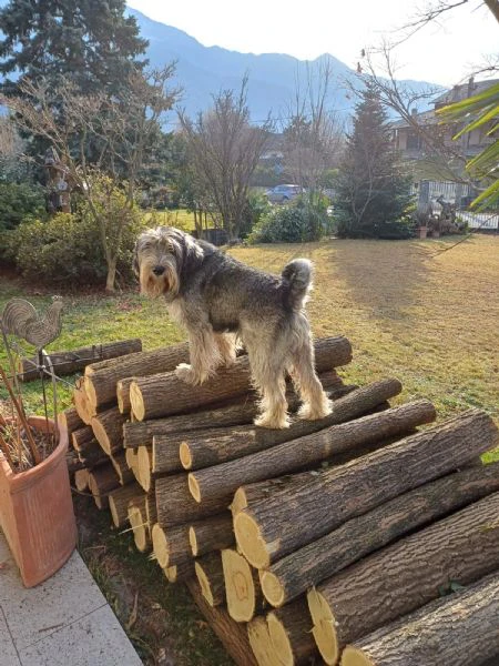 Cuccioli Snautzer medio sale e pepe | Foto 0