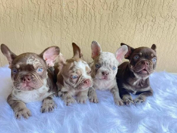 Cuccioli di Bulldog Francese Disponibili | Foto 0