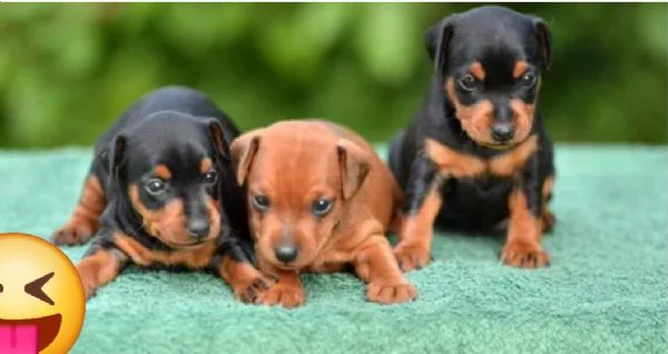 Cuccioli di pinscher toy