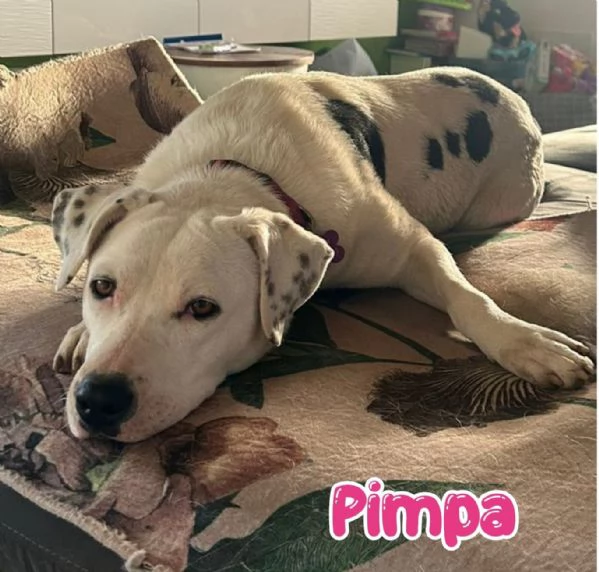 Pimpa la cagnolina che non vogliono pi  | Foto 1