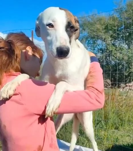 Peggy cagnolina dolcissima di taglia medio contenuta cerca una famiglia  | Foto 0