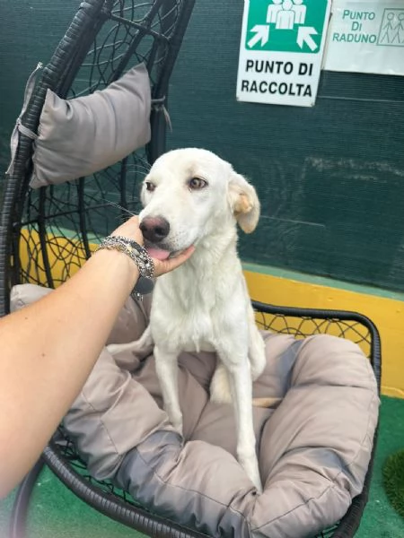 Lul cagnolina dolcissima taglia medio contenuta  | Foto 2