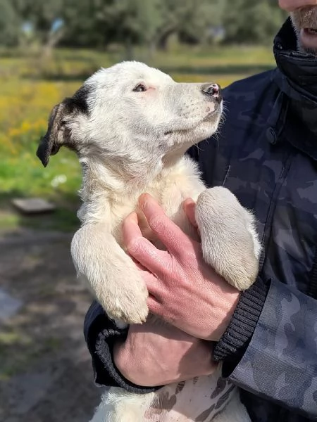 SAT cucciolotta dolce ed affettuosa cerca famiglia  | Foto 1