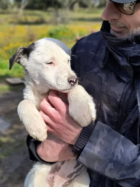 SAT cucciolotta dolce ed affettuosa cerca famiglia  | Foto 0