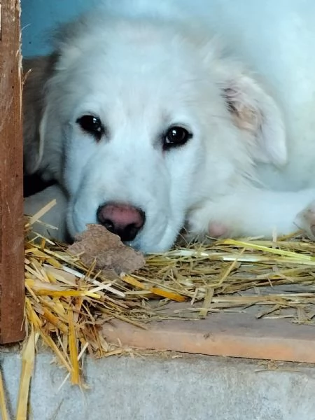 Miky cucciolo di circa 4 mesi cerca una casa 