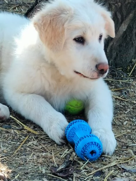 Miky cucciolo di circa 4 mesi cerca una casa  | Foto 3