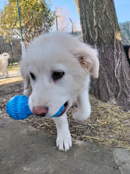 Miky cucciolo di circa 4 mesi cerca una casa  | Foto 2