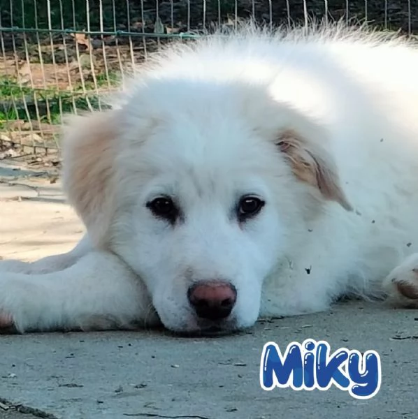 Miky cucciolo di circa 4 mesi cerca una casa  | Foto 1