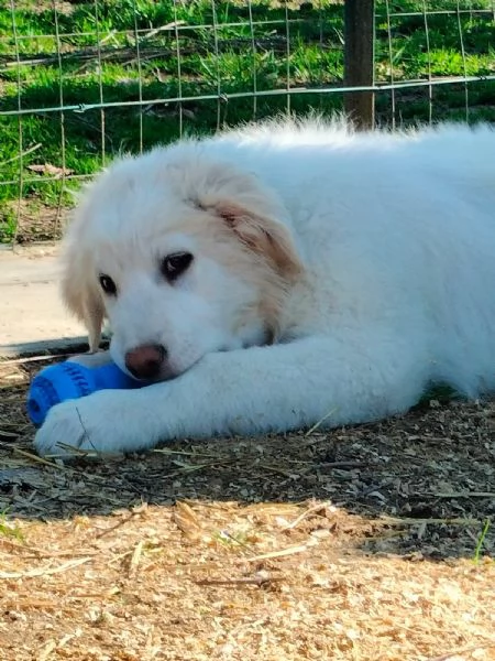 Miky cucciolo di circa 4 mesi cerca una casa  | Foto 0