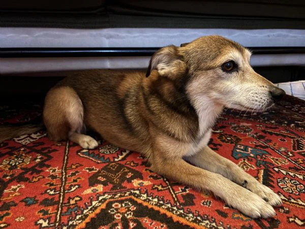 Cagnolina cerca casa | Foto 1