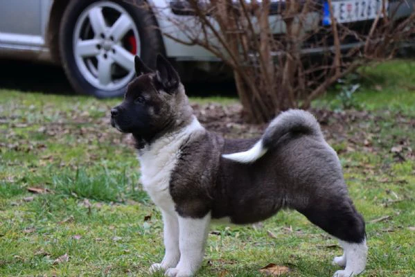 Cuccioli di Akita Americano | Foto 6