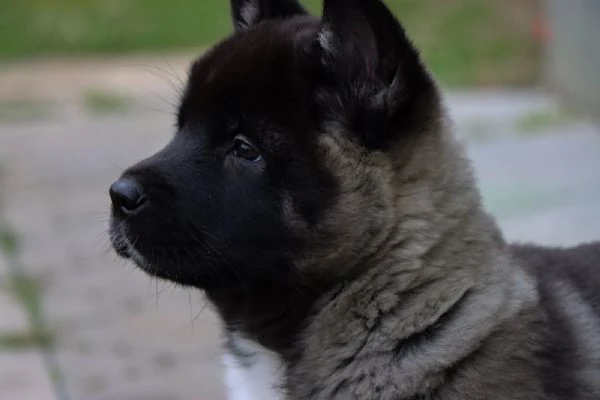 Cuccioli di Akita Americano | Foto 5