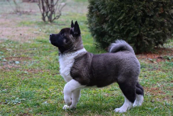 Cuccioli di Akita Americano | Foto 4