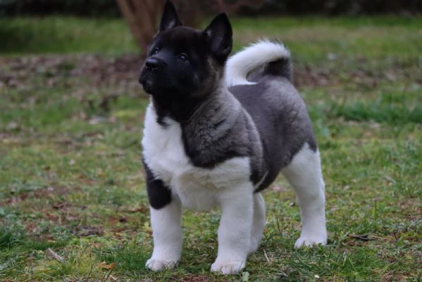 Cuccioli di Akita Americano | Foto 3