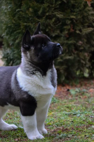 Cuccioli di Akita Americano