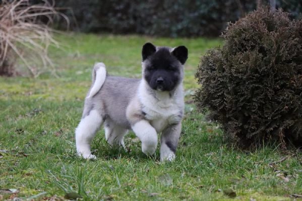 Cuccioli di Akita Americano | Foto 2