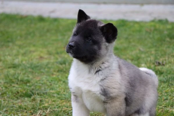 Cuccioli di Akita Americano | Foto 1