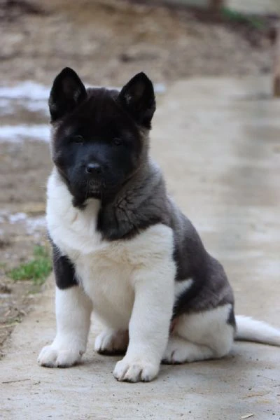 Cuccioli di Akita Americano | Foto 0