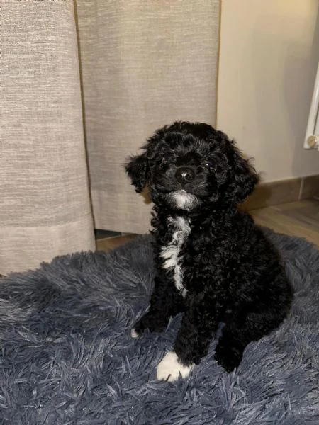 Dolcissimi Cuccioli Maltipoo Disponibili