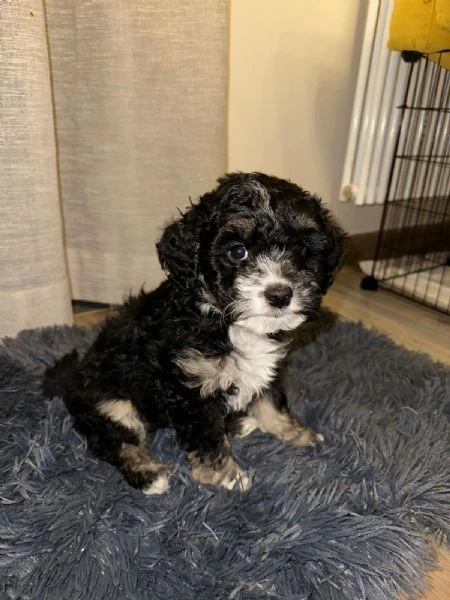 Dolcissimi Cuccioli Maltipoo Disponibili | Foto 1