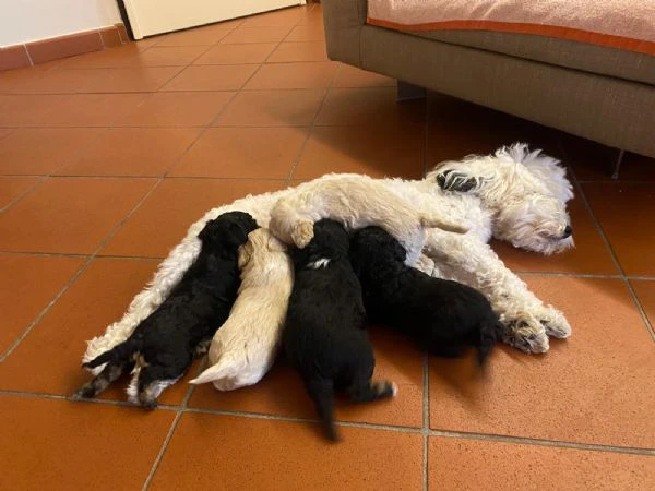 Dolcissimi Cuccioli Maltipoo Disponibili | Foto 0