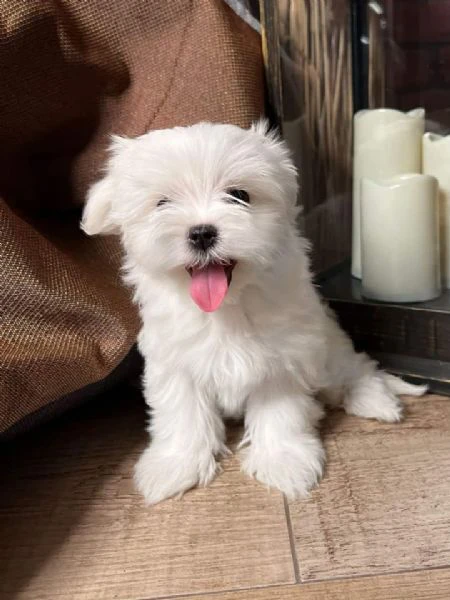 Maltesi cuccioli tutti bianchi