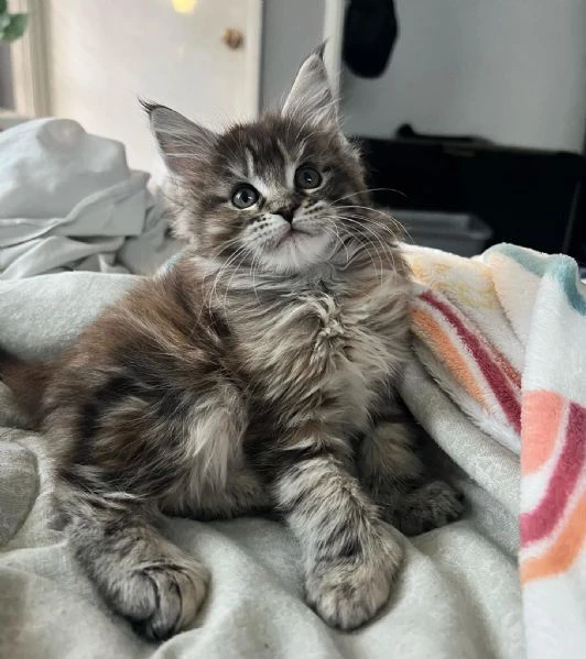 Cuccioli Maine Coon maschi e femmine