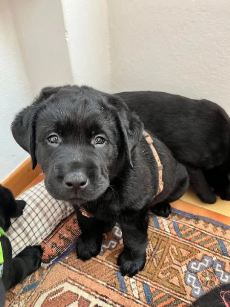 Cucciolo Labrador 