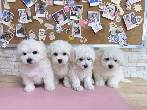 Cuccioli Maltese in Adozione