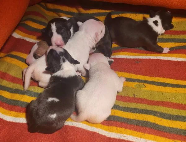 Bellissimi cuccioli di Bull Terrier in miniatura | Foto 2