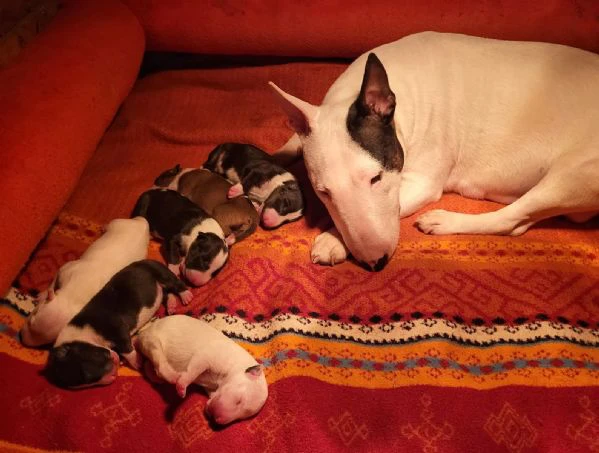 Bellissimi cuccioli di Bull Terrier in miniatura | Foto 1