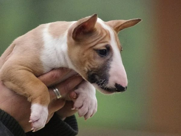 Bellissimi cuccioli di Bull Terrier in miniatura