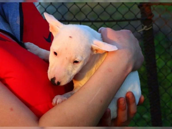 Bellissimi cuccioli di Bull Terrier in miniatura | Foto 0