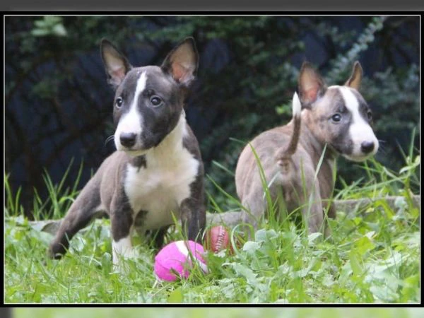 Cucciolo di Bull Terrier in miniatura