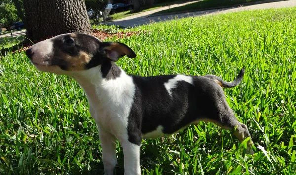 Cucciolo di Bull Terrier in miniatura | Foto 2