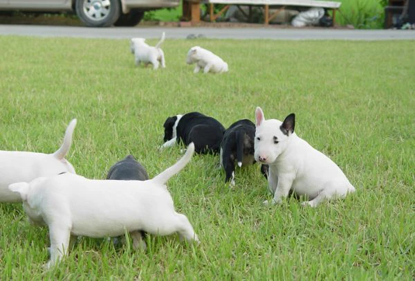 Cucciolo di Bull Terrier in miniatura | Foto 1