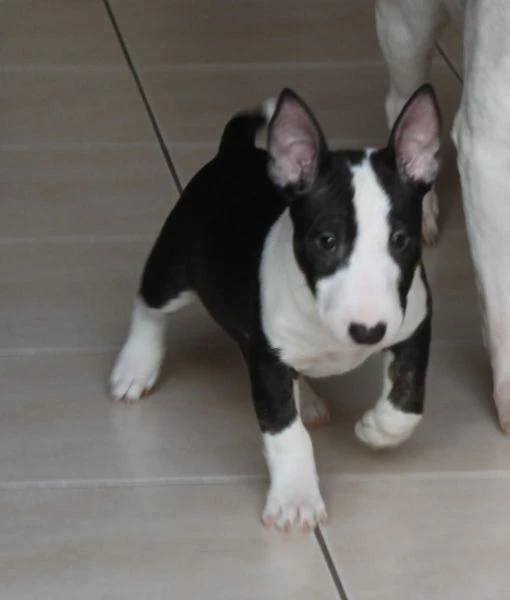 Cuccioli di Bull Terrier in miniatura | Foto 3