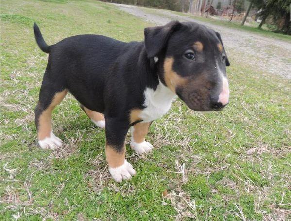 Cuccioli di Bull Terrier in miniatura