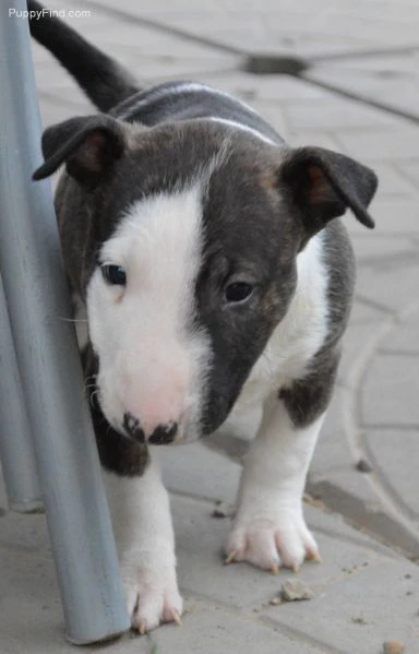 Cuccioli di Bull Terrier in miniatura | Foto 0