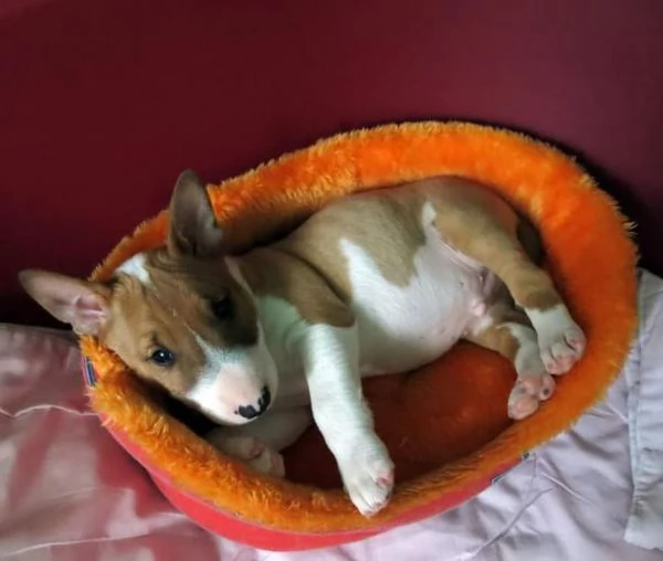 Les chiots Sweet Liver Miniature Bull Terrier recherchent leur foyer idal pour toujours | Foto 1