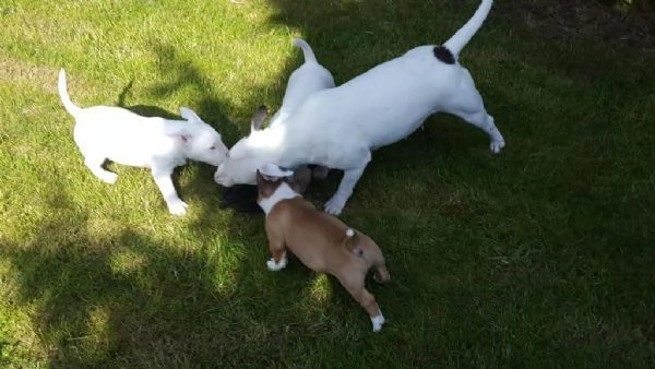 Les chiots Sweet Liver Miniature Bull Terrier recherchent leur foyer idal pour toujours